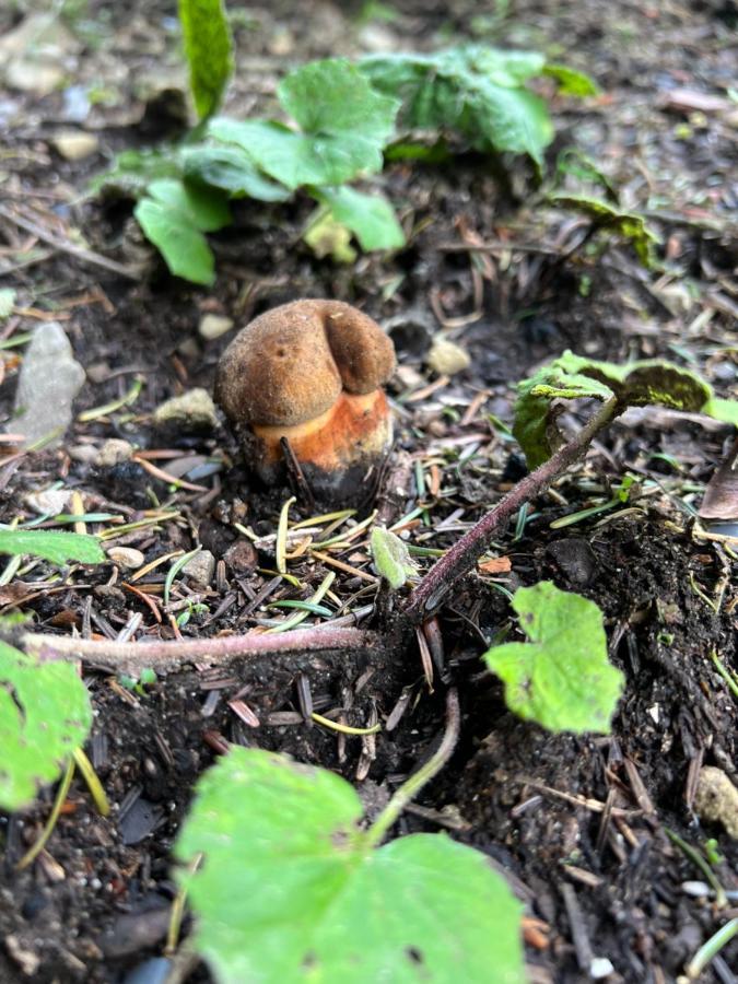 Chatka Pod Lysou Остравице Экстерьер фото